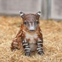 10147_tapir-2.