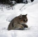 10446_russian-winter-kitty-318272-420-407.