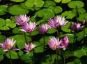 1076Water_lilies.