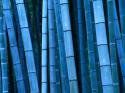 1197Nature_Plants_Blue_bamboo_008389_.