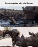 13119_funny-rhinoceros-rescuing-zebra-mud.