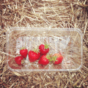 15830_strawberries.
