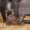 15854_tapir-10.