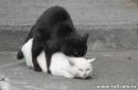 16116_Black_On_White_Cat.