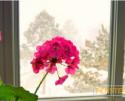 17142_109236736_1390151399_geran_snow_window_pasternak.