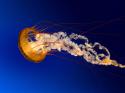1757_Jellyfish.