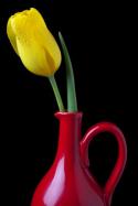 17628_yellow-tulip-in-red-pitcher-garry-gay.