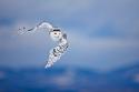 18136_white-owl-in-flight.