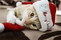 18834_adorable-animal-beautiful-cat-christmas-Favim_com-364418.