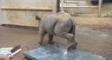 20567_rhino-3.