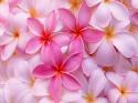 20812_tropical_plumeria_wide___jpg_Wallpaper_nd0fh.