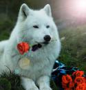 21049_The_Wolf_With_the_Red_Roses_by_Hear.