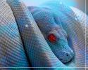 2218animals_reptiles-blue-snake-wallpaper_1.