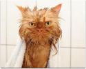 22548_funny-wet-cats-4.