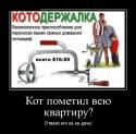 27050_perenoska_koshek1.