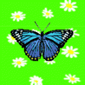 27496_Butterfly.