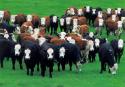 27918_herd-of-cows.