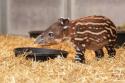 28052_tapir-3.