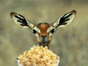 2839_popcorn-gazelle.