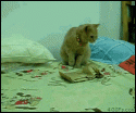 28833_scared-kitty-animated.