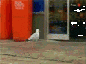 31234_seagull-gif-stealing.