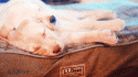 3509tumblr_losvpjgQwh1qcbq42o6_250.