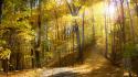 3609sunny-autumn-forest-1920-1080-5413.