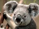 3662_Koala.