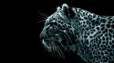 370wpapers_ru_Risovannyi-Leopard.