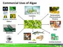 3879_algae-biofuels-36-638.