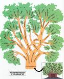 39385_indoeuropean-language-family-tree.
