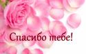 39486_big_3558_oboi_rozovye_lepestki.