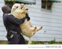 43259_funny-pig-police-carrying.