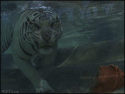 44267_best_animated_images_scary_tiger.