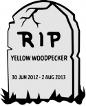 46338_RIP_Yellow_Woodpecker.