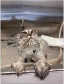 46494_funny-wet-cats-8.