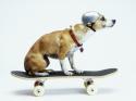 48590_chris-rogers-dog-with-helmet-skateboarding.