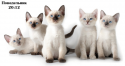 52514_cats_gene_8_600.