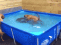 53542_funny-gif-dogs-pool-water-help.