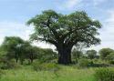 53659_Baobab-01-a.