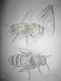5503_bees.