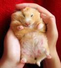56695_hamster-belly.