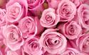 56720_special_pink_roses-wide.