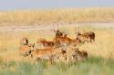 56839_Endangered-Saigas-Antelope-Herd.