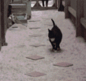 56952_funny-gif-cat-jumping-lava.