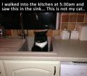 57941_cool-cat-sink-kitchen.