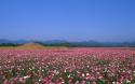 5873_widescreen-laptop-desktops-background-computer-japanese-flowers-wallpaper-29671.