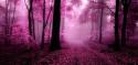 61550_foggy_forest-810168.