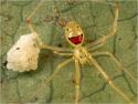 63359_796px-Happy_face_spider.