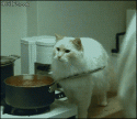 64125_Cooking-with-cats-misunderstanding.